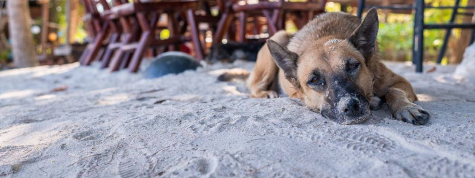 BITTE HELFT DEN HUNDEN UND KATZEN IN DIESER SCHWEREN WELTWEITEN KRISE!!!!!