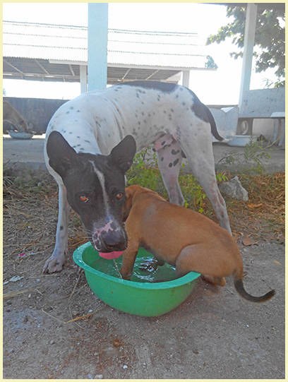 Feeding Grounds Samui