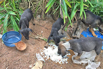 Fütterung Baan Taling Ngam Area