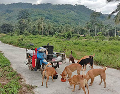 Fütterung Valley-Dogs Lamai