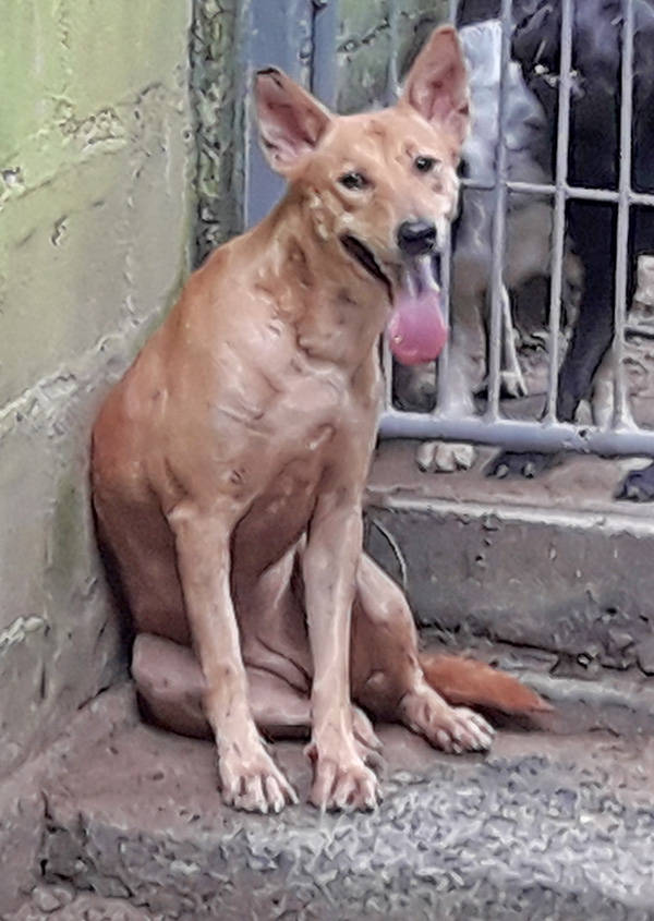 LONDON Dog and Cat Rescue Samui Foundation