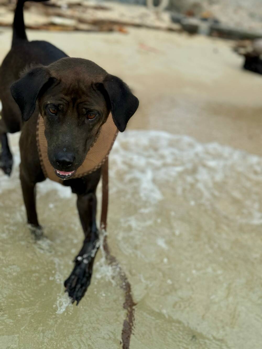 Coco