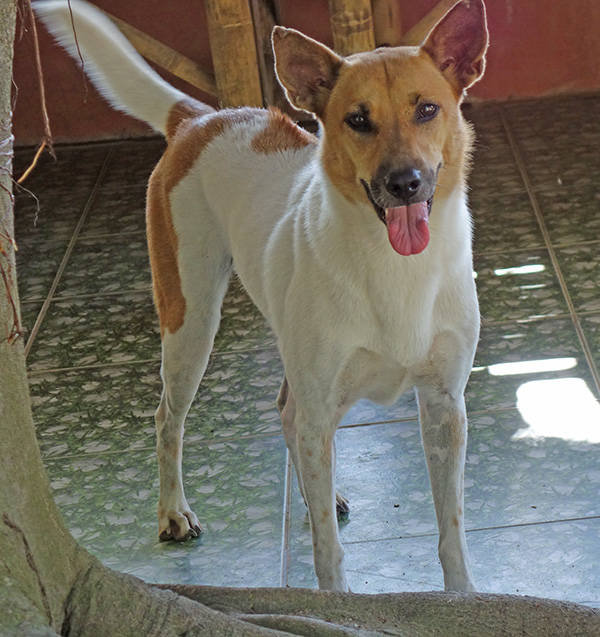 Malika Dog And Cat Rescue Samui Foundation