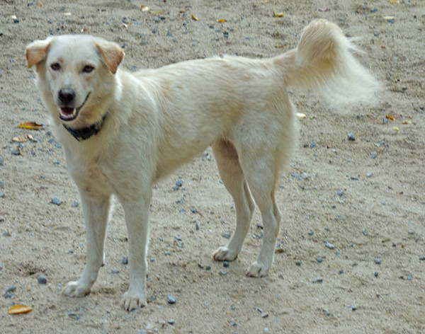 SANDY MAMA