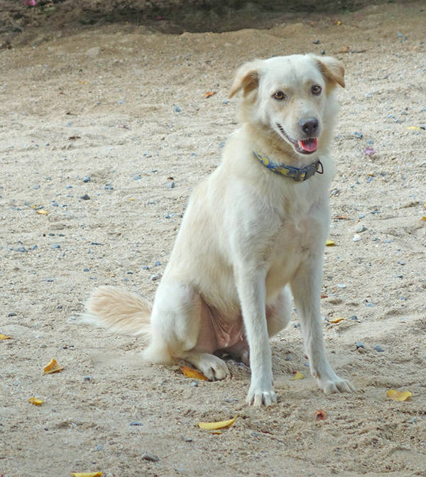 SANDY MAMA