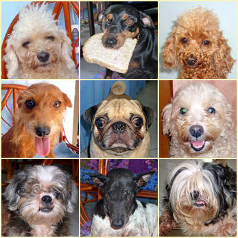 House Dogs Chaweng