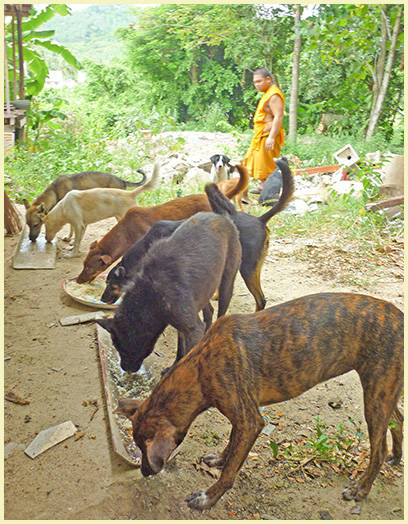 Feeding Grounds Samui