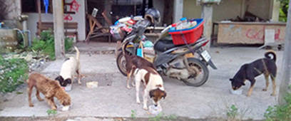 Fütterung Valley-Dogs Lamai