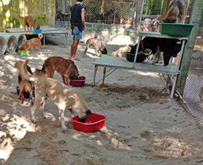 Fütterung im großen Shelter