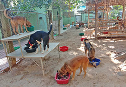 Fütterung im großen Shelter