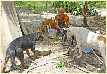 Futterstellen auf Koh Samui