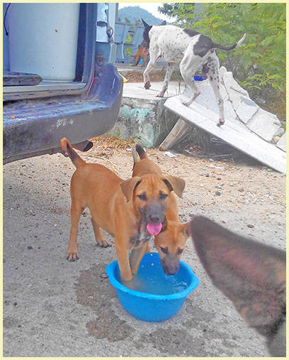 Feeding Grounds Samui