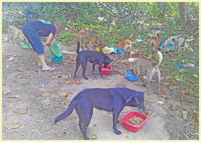 Feeding Grounds Samui