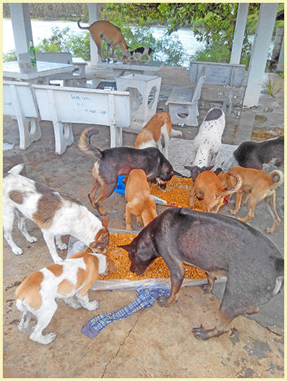 Futterstellen auf Koh Samui