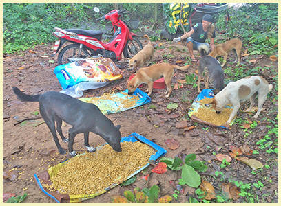 Futterstellen auf Koh Samui