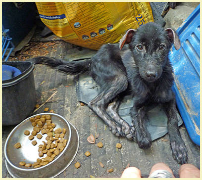 Feeding Grounds Samui