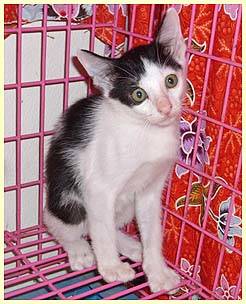 Cat Calisto