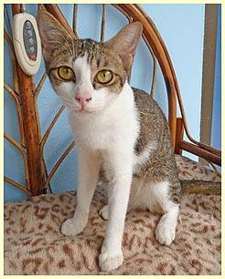 Cat Sascho