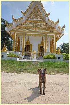 TIGER (Temple: Wat Samut Tararam)