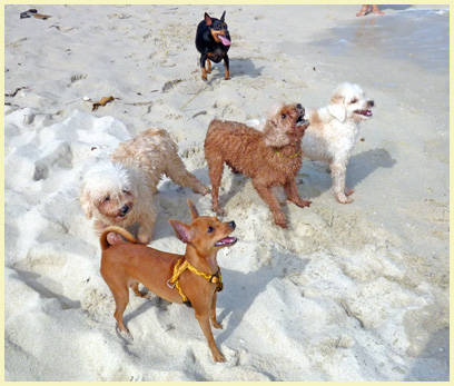 Dogs at the beach