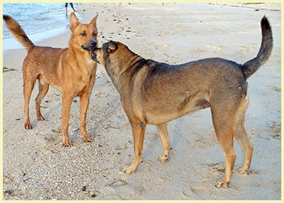 Hunde auf Bang Por Stränd