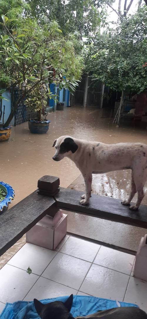 The shelter in Chaweng