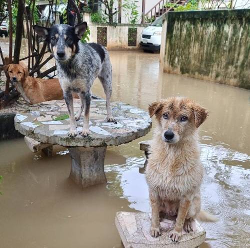 The shelter in Chaweng