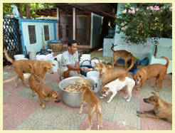 The shelter in Chaweng