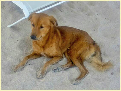 Dogs on Chaweng-Noi Beach