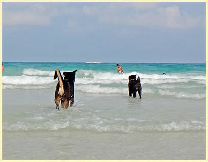 Dogs on Chaweng Beach