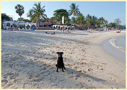 Dogs on Chaweng Beach