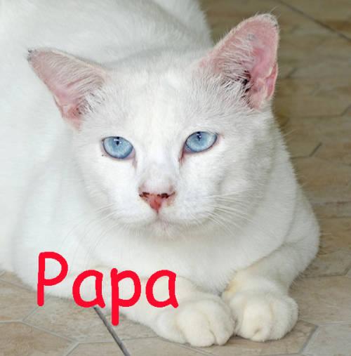 PAPA