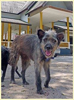 BIG BOY (Temple: Wat Samut Tararam)