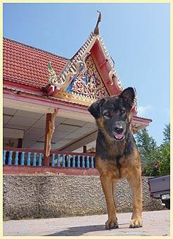 BIG GRINGO (Temple: Big Buddha)