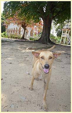 BONNIE (Temple: Wat Bo Phut)