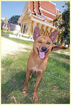 FIDO (Temple: Wat Samut Tararam)