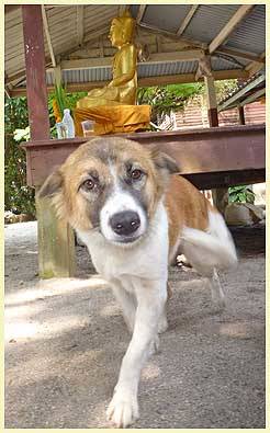 FOZZY MAM (Temple: Wat Chaeng)