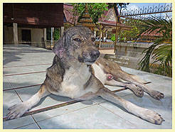 HANDSOME (Temple: Wat Phukhao Thong, Maenam)