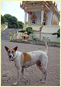 HORSE (Temple: Wat Khunaram)