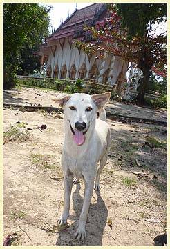 LOUISE (Temple: Wat Bo Phut)