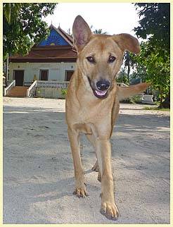 MARKY (Temple: Wat Sietavib)