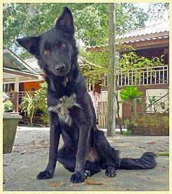 MIRCO (Temple: Wat Chaeng)