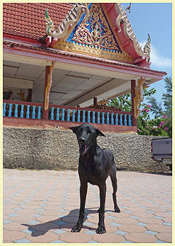 Mr. BIG (Temple: Big Buddha)