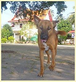 Miss PUSHY (Temple: Wat Sietavib)