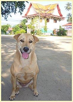 NAGGER (Temple: Wat Sietavib)