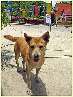 OLD LADY (Temple: Wat Nara)