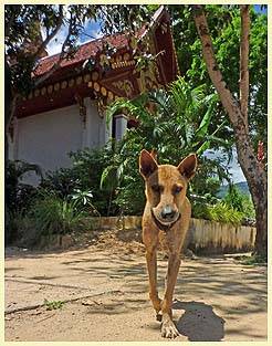 PONY (Temple: Wat Khunaram)