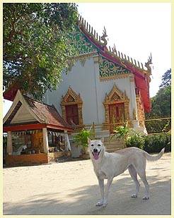 SADO (Temple: Wat Phukhao Thong)