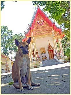 SAMRET (Temple: Wat Samret)