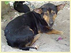 SHORTY (Temple: Wat Phukhao Thong)